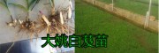 云南的白芨種苗價(jià)格是多少錢？?jī)?yōu)質(zhì)白芨種苗圖片