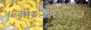 紅河州生姜、干姜片供應產地，輻射昆明、玉溪的黃姜銷售網