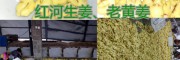 紅河優質中藥用干姜片批發價格，干姜片圖