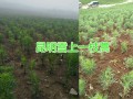 東川雪上一支蒿（種苗）銷售，長期供應草烏