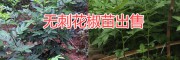 麗江無刺花椒苗銷售&大理無刺花椒苗批發