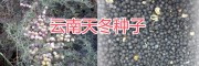 麗江大天冬批發&麗江天冬種苗種子批發