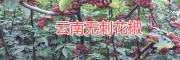 麗江大規(guī)模無刺花椒種植基地，永勝無刺花椒基地