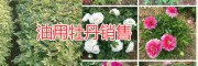 麗江油牡丹種植批發(fā)公司，永勝麗優(yōu)油用牡丹基地