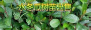 冬瓜苗圖片|供應(yīng)冬瓜苗信息+20萬(wàn)水冬瓜樹苗