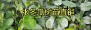 冬瓜育苗技巧|榿木小苗價格+冬瓜苗13577231933