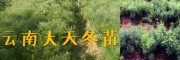 優(yōu)質(zhì)種苗批發(fā)：麗江天門冬種苗、麗江無(wú)刺花椒苗銷售