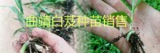 曲靖白芨小苗、馴化苗，白芨帶芽塊莖苗批發基地