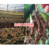 曲靖白芨種植技術(shù)&曲靖哪的白芨人工種植苗好？