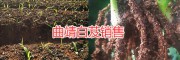 曲靖的白芨種苗多少錢？昭通白芨苗批發價格