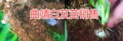 云南白芨產(chǎn)區(qū)，曲靖天麻種植基地