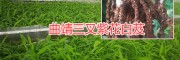 曲靖白芨生產基地#云南哪的白芨合作社大