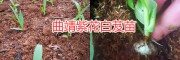 云南白芨苗大棚種植技術(shù)，曲靖白芨生產(chǎn)