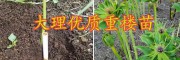 粉質(zhì)滇重樓子催芽技術(shù)-大理成熟重樓籽銷售