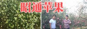 7萬(wàn)棵品種純正的昭通蘋果苗銷售@蘋果嫁接苗大量供應(yīng)