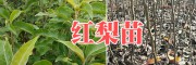 早酥紅梨樹苗栽培技術(shù)#2公分紅梨苗銷售-昭通紅梨苗