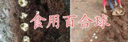 云南優(yōu)質百合球批發(fā)商，曲靖百合種植合作社食用百合銷售