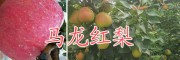 云南紅梨種植基地/馬龍紅梨批發(fā)價(jià)格是多少-曲靖紅梨銷售