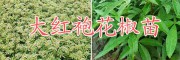 花椒苗怎么培育-曲靖花椒苗種植基地#大紅袍花椒苗銷售