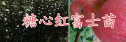 曲靖黃金李樹(shù)苗基地，自產(chǎn)自銷云南高產(chǎn)大紅袍花椒苗