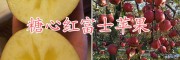 糖心紅富士蘋(píng)果批發(fā)價(jià)格-曲靖糖心紅富士基地-糖心紅富士圖片