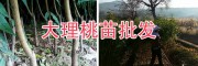 2年生桃樹苗-大理映霜紅桃苗批發(fā)&云南優(yōu)質紅桃苗