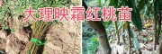 云南冬桃樹(shù)苗栽培基地-大理永平新品種果苗@新品種紅桃苗