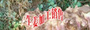 曲靖鮮黃姜收購(gòu)/云南生姜收購(gòu)&干姜片加工批發(fā)