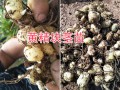 普洱黃精塊莖苗-滇黃精紅花#滇黃精種苗銷售批發信息