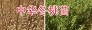 中華2號冬桃苗-大理中華2號冬桃苗批發-冬桃苗銷售