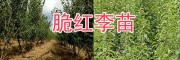 新品種李子苗-大理脆紅李苗銷售/中華2號(hào)冬桃苗