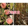 大理彌渡果苗供應：脆紅李子苗、中華2號冬桃苗現貨批發