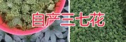 什么樣的三七花品質好/優質三七花圖片-文山三七花出售