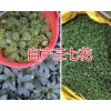 3年的三七花的價(jià)格#文山市三七花銷(xiāo)售基地供應(yīng)