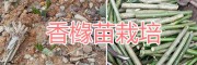 1-2年生香櫞苗 云南優(yōu)質(zhì)香櫞銷售