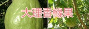 上好香櫞果、香櫞果銷售-大理香櫞種植基地