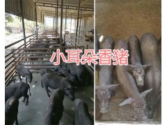 小耳朵香豬養殖基地-玉溪小耳朵香豬供應/香豬價格