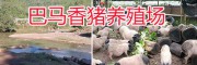 玉溪巴馬香豬養殖場-生態香豬養殖/商品巴馬香豬