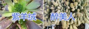 昆明紫羊絨、醉美人多肉植物栽培、多肉植物批發