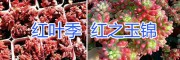 昆明多肉植物自產自銷：紅之玉錦/過冬乙女仙/金錢木多肉植物