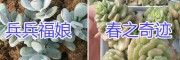 云南多肉批發(fā)供應(yīng)商-【多肉植物盆栽銷(xiāo)售】