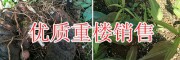 新鮮重樓圖片/紅重樓籽供應價格-紅河重樓種植基地