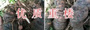 重樓種苗培育基地/紅河重樓苗價格走動【農(nóng)業(yè)種植投資公司】