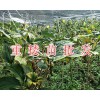 多芽重樓苗一棵多少錢？重樓籽一斤價格/紅河鮮重樓批發(fā)