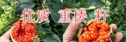 滇黃精種子、白芨小苗、新鮮重樓籽-個舊長云農(nóng)業(yè)種植投資公司