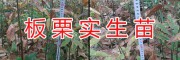 優(yōu)質(zhì)實(shí)生板栗苗-云南安寧板栗苗圃銷售基地