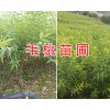 毛桃苗銷售基地/安寧山毛桃實生苗供應