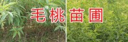 云南毛桃樹苗批發基地-安寧毛桃實生苗