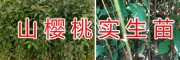 山櫻桃實生苗批發-安寧毅恒果苗種植園