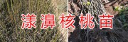 優(yōu)質(zhì)核桃苗-漾濞大泡核桃、娘青核桃種苗供應(yīng)銷售